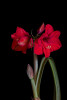 dsc 5940 dxo